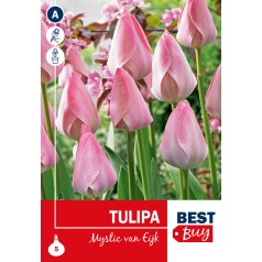 Tulipanløg - Mystic van Eijk, Best Buy 5 Løg