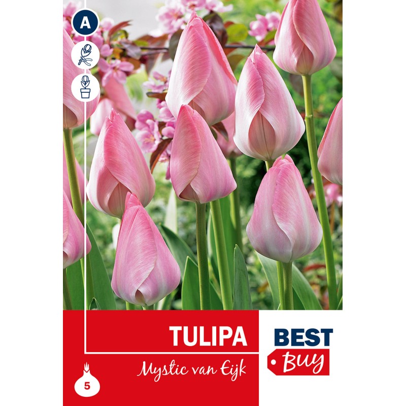 Tulipanløg - Mystic van Eijk, Best Buy 5 Løg