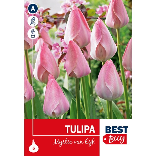 Tulipanløg - Mystic van Eijk, Best Buy 5 Løg