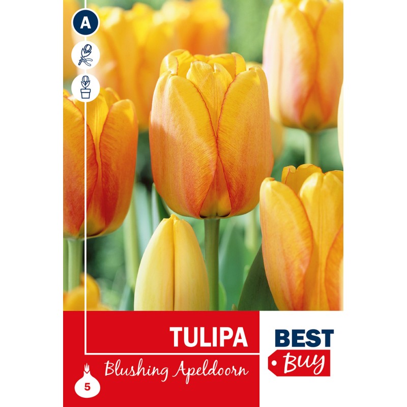 Tulipanløg - Blushing Apeldoorn, Best Buy 5 Løg