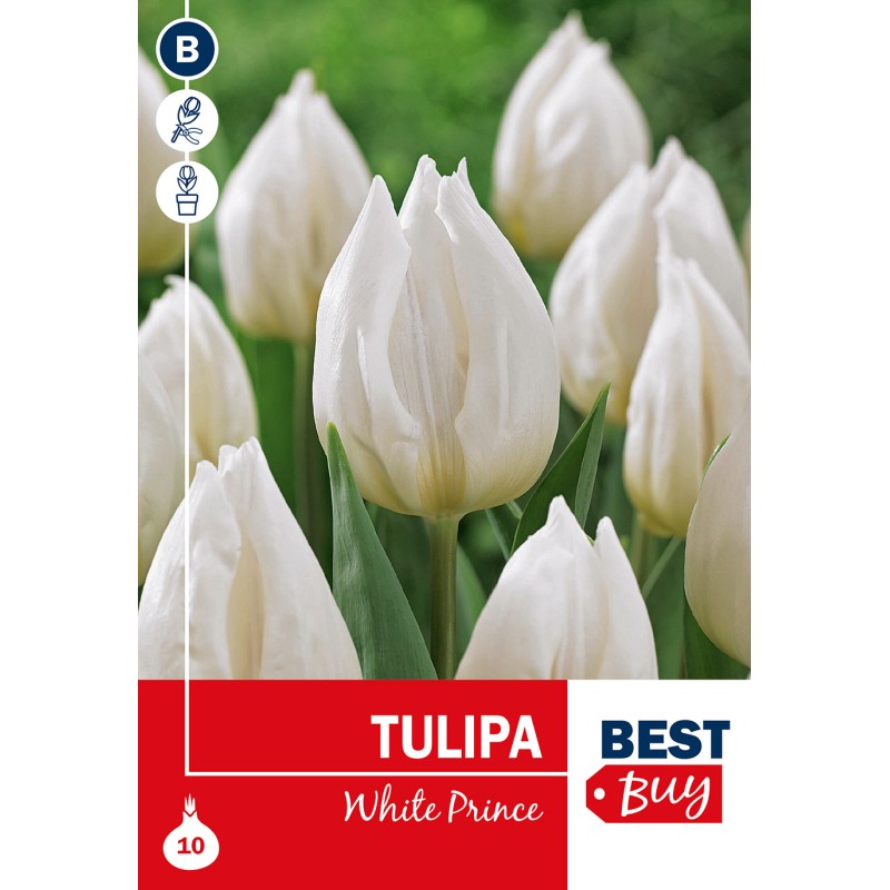 Tulipanløg - White Prince, Best Buy 10 Løg