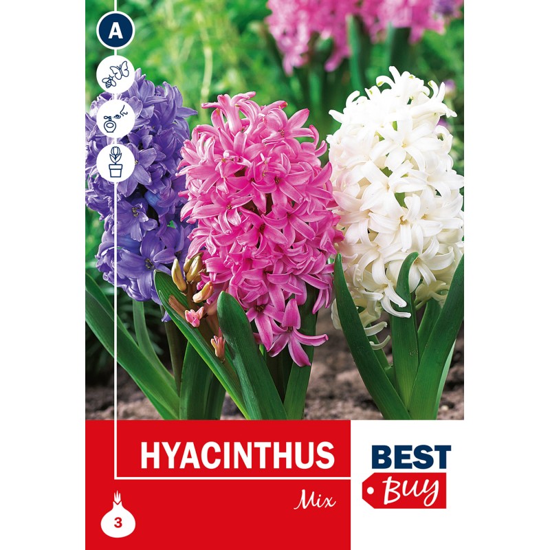 Hyacintløg - Mix, Best Buy 3  løg