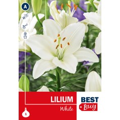 Liljeløg Hvid - Lilium White, Best buy 1 løg