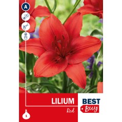 Liljeløg Rød - Lilium Red, Best Buy 1 løg