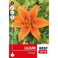 Liljeløg Orange - Lilium Orange, Best Buy 1 løg