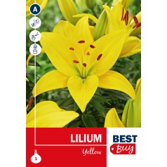 Liljeløg Gul - Lilium Yellow, Best Buy 1 løg