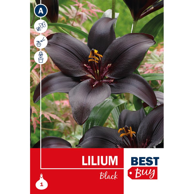 Liljeløg Sort - Lilium Black, Best Buy 1 løg