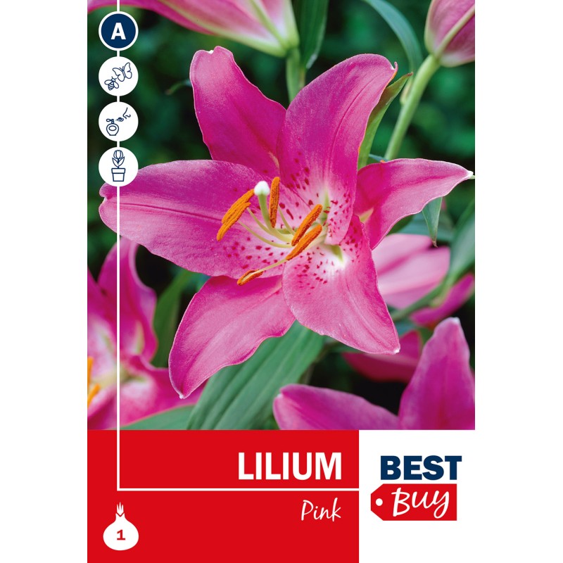 Liljeløg Pink - Lilium Pink, Best Buy 1 løg