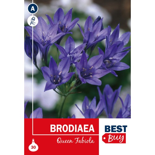 Trillingliljer/Brodiaea - Queen Fabiola, Best Buy 30 løg