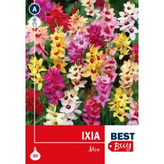 Kornlilje - Ixia Mix, Best Buy 30 Løg - Ixia Mix