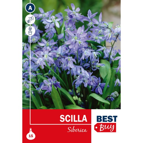 Skilla løg - Scilla Siberica, Best Buy 15 løg