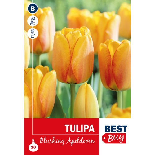 Tulipanløg - Blushing Apeldoorn, Best Buy 10 Løg