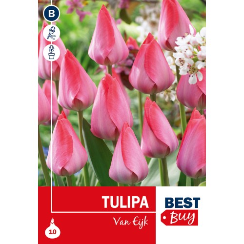 Tulipanløg - Van Eijk, Best Buy 10 Løg