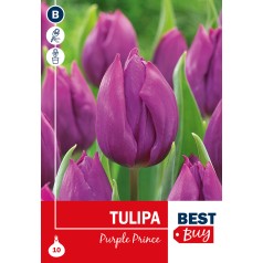 Tulipanløg - Purple Prince, Best Buy 10 Løg