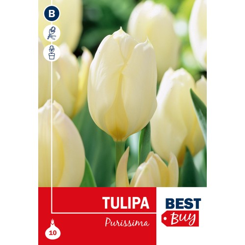 Tulipanløg - Purissima, Best Buy 10 Løg