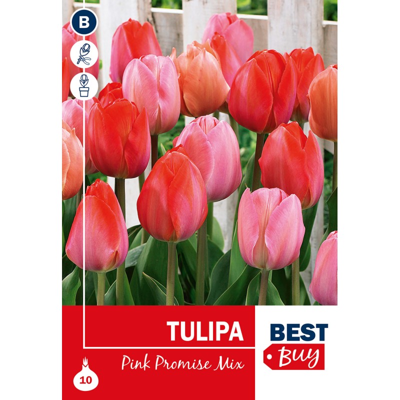 Tulipanløg - Pink Promise mix, Best Buy10 Løg