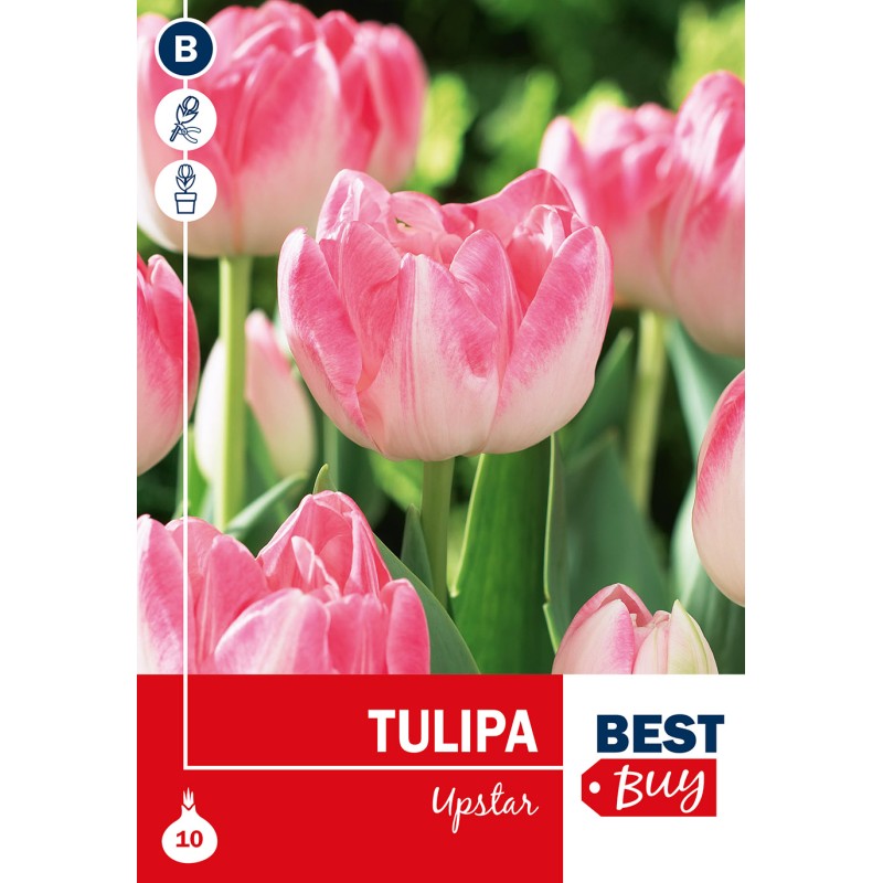 Tulipanløg - Upstar, Best Buy 10 Løg