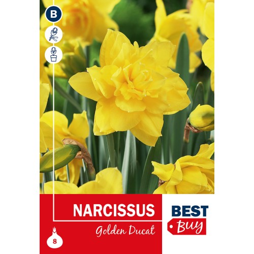 Påskeliljeløg - Golden Ducat, Best Buy 8 Løg