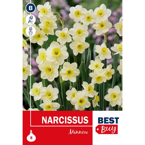 Påskelilje - Minnow, Best Buy 8 Løg