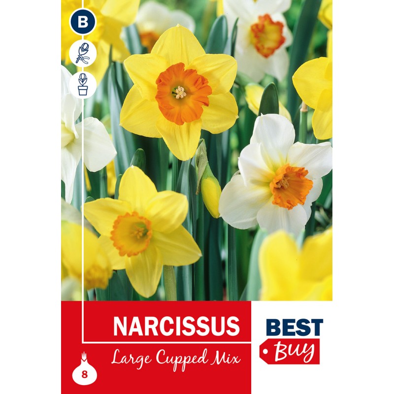 Påskeliljeløg - Large Cupped Mix, Best Buy 8 Løg