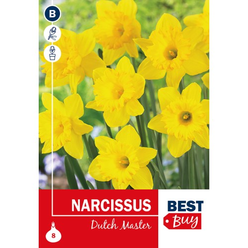 Påskeliljeløg - Dutch Master, Best Buy 8 Løg