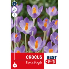 Krokusløg - Barr's Purple, Best Buy 15 Løg