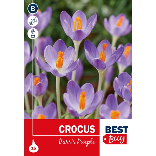 Krokusløg - Barr's Purple, Best Buy 15 Løg