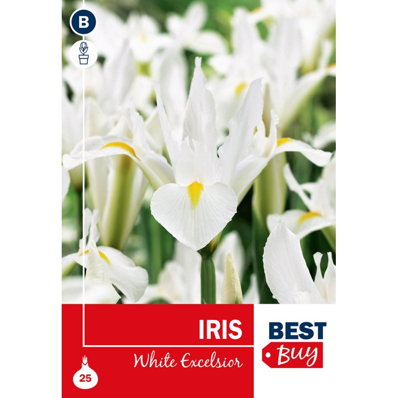 Iris løg - White Excelsior, Best Buy 25 løg