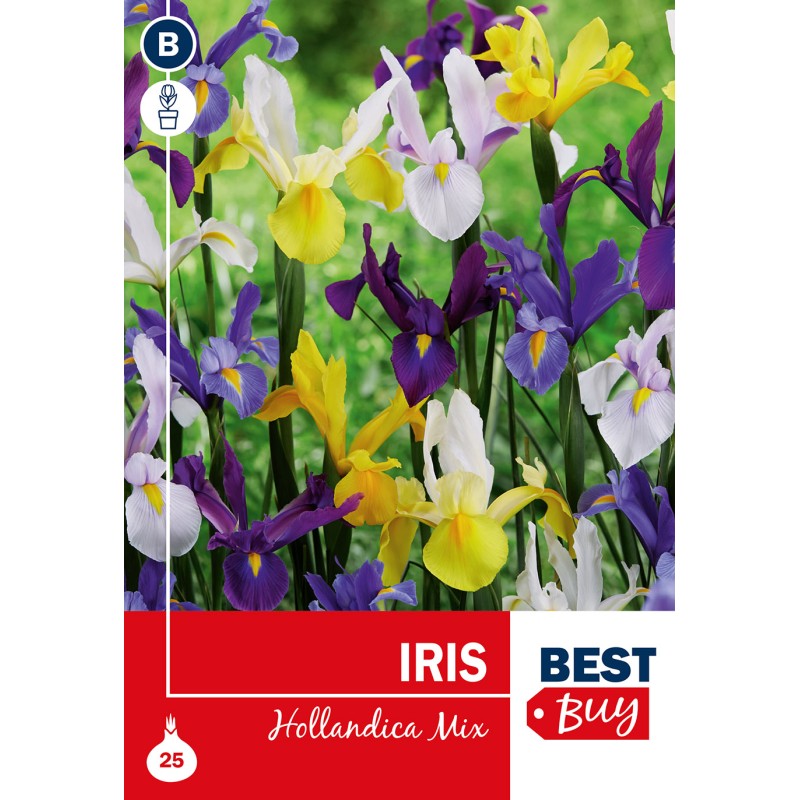 Iris løg - Hollandica Mix, Best Buy 25 løg