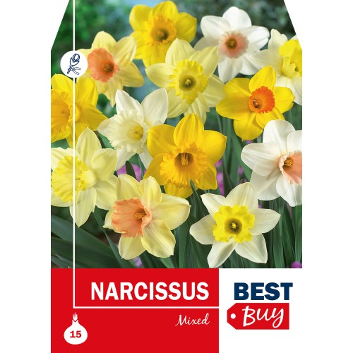 Påskeliljeløg - Mixed, Best Buy, 15 løg