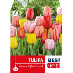 Tulipanløg - Darwin Hybrid Mixed, Best Buy 20 løg