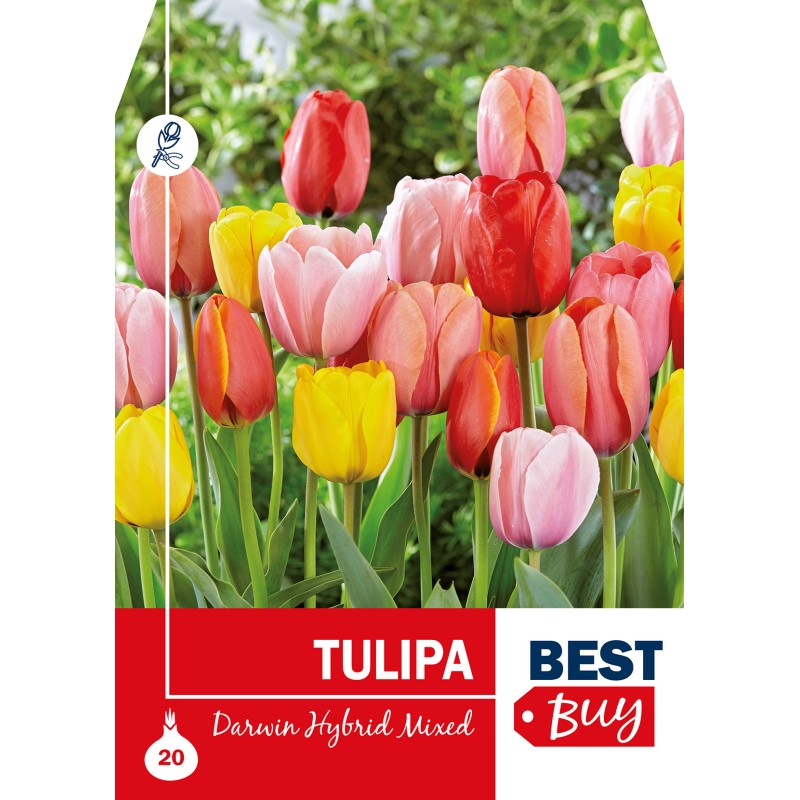 Tulipanløg - Darwin Hybrid Mixed, Best Buy 20 løg