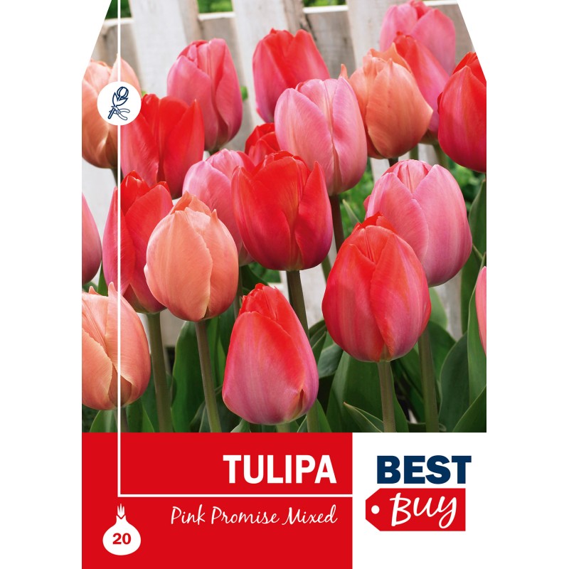 Tulipanløg - Pink Promise Mixed, Best Buy 20 løg