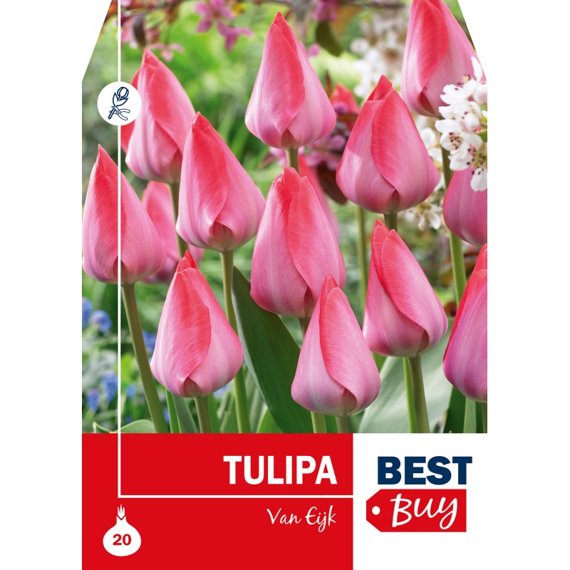 Tulipanløg - Van Eijk, Best Buy 20 løg