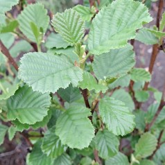 Rødel 40-60 cm - Bundt med 10 stk. barrodsplanter - Alnus glutinosa