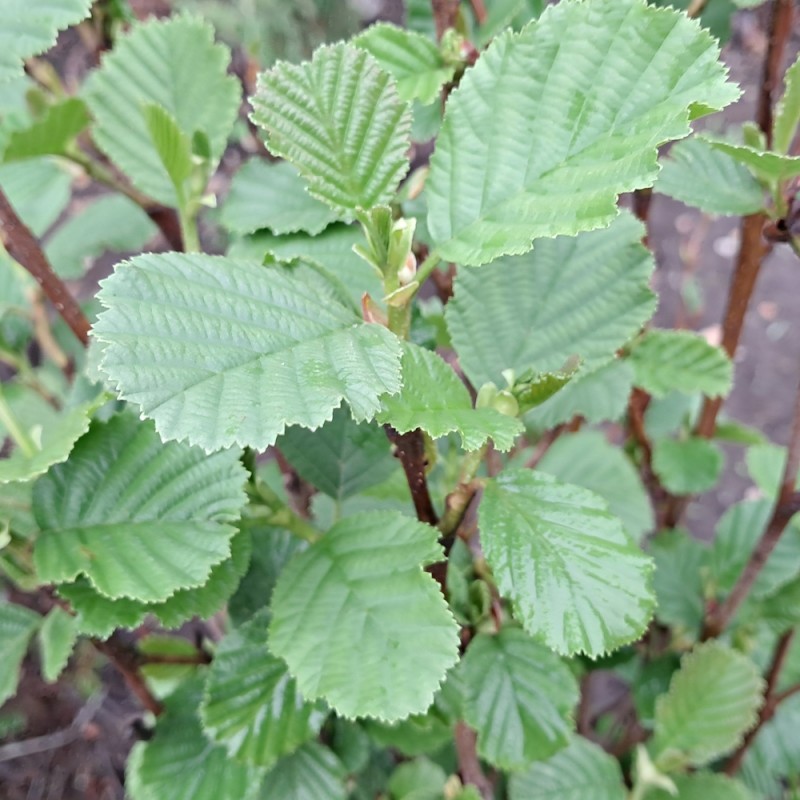 Rødel 100-120 cm - Bundt med 10 stk. barrodsplanter - Alnus glutinosa