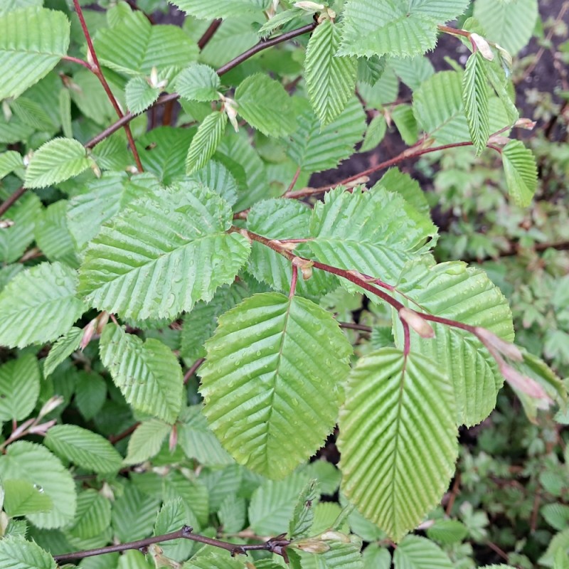 Avnbøg Hækplanter 100-140 cm. - Bundt med 10 stk. barrodsplanter - Carpinus betulus