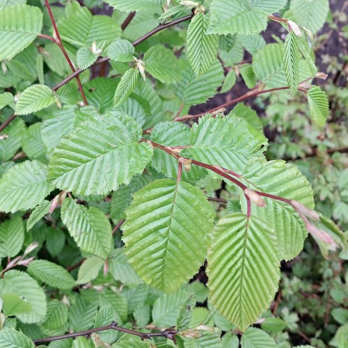 Avnbøg Hækplanter 100-140 cm. - Bundt med 10 stk. barrodsplanter - Carpinus betulus