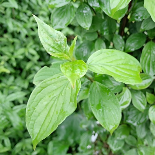 Rød Kornel 40-60 cm. - Bundt med 10 stk. barrodsplanter - Cornus sanguinea