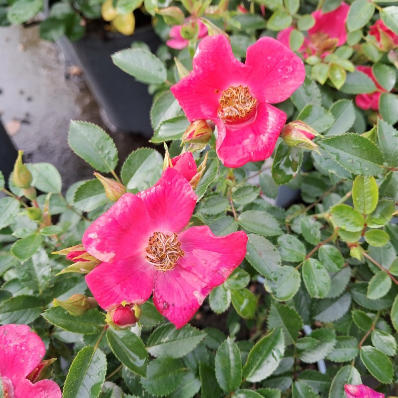 Rose Tommelise - Buketrose