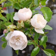 Rose White Fairy - Buketrose