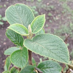 Pibekalkved 40-60 cm. - Bundt med 10 stk. barrodsplanter - Viburnum lantana