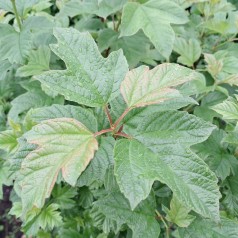 Kalkved 40-60 cm. - Bundt med 10 stk. barrodsplanter - Viburnum opulus