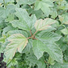 Kalkved 40-60 cm. - Bundt med 25 stk. barrodsplanter - Viburnum opulus
