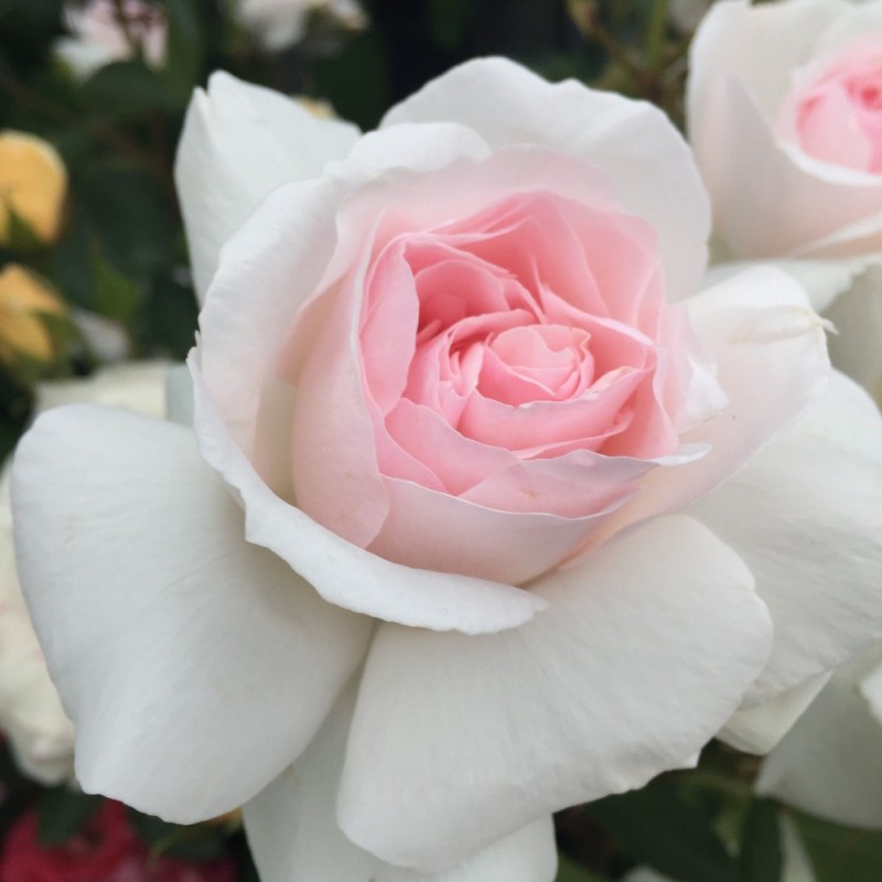 Rose Emmelie de Forest Forever - Buketrose Plant'n Relax