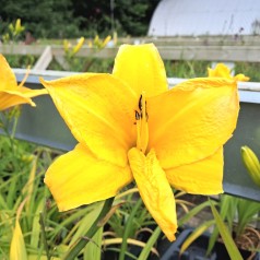 Daglilje Chicago Sunrise - Hemerocallis hybrid Chicago Sunrise