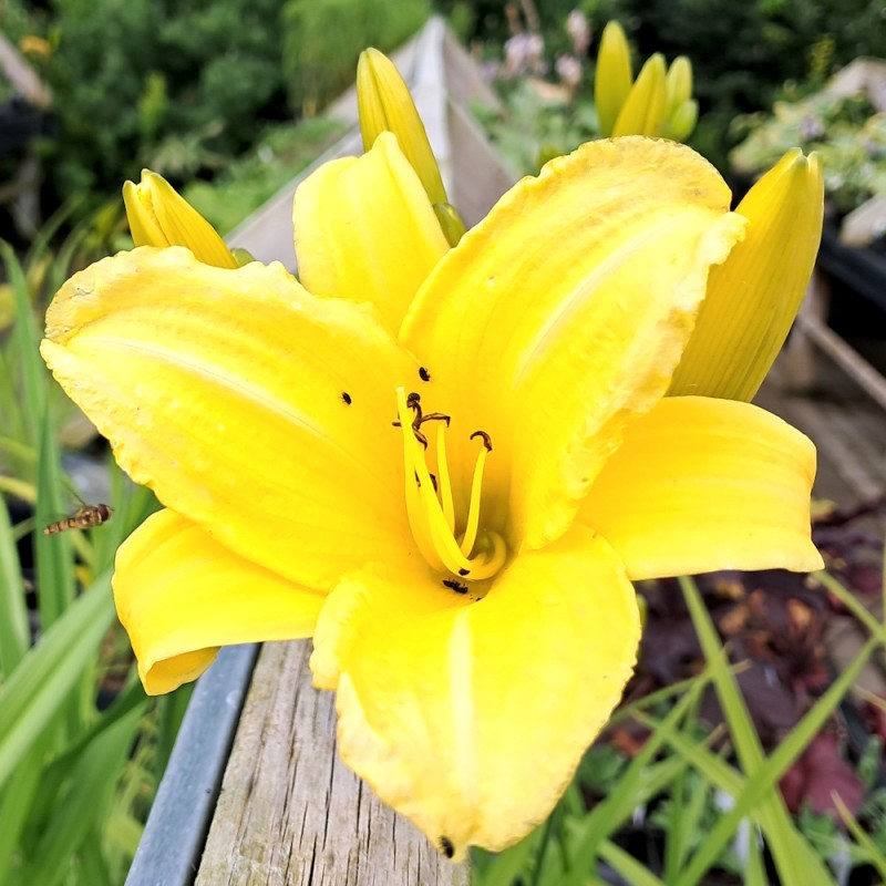 Daglilje Vespers - Hemerocallis hybrid Vespers