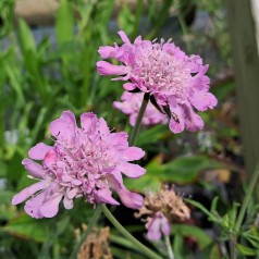 Due-Skabiose Butterfly Blue - Scabiosa columbaria Butterfly Blue