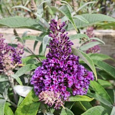 Dværg Sommerfuglebusk Little Lila 15-40 cm. - Buddleja davidii Butterfly Candy Little Lila