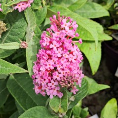 Dværg Sommerfuglebusk Little Pink 15-40 cm. - Buddleja davidii Butterfly Candy Little Pink